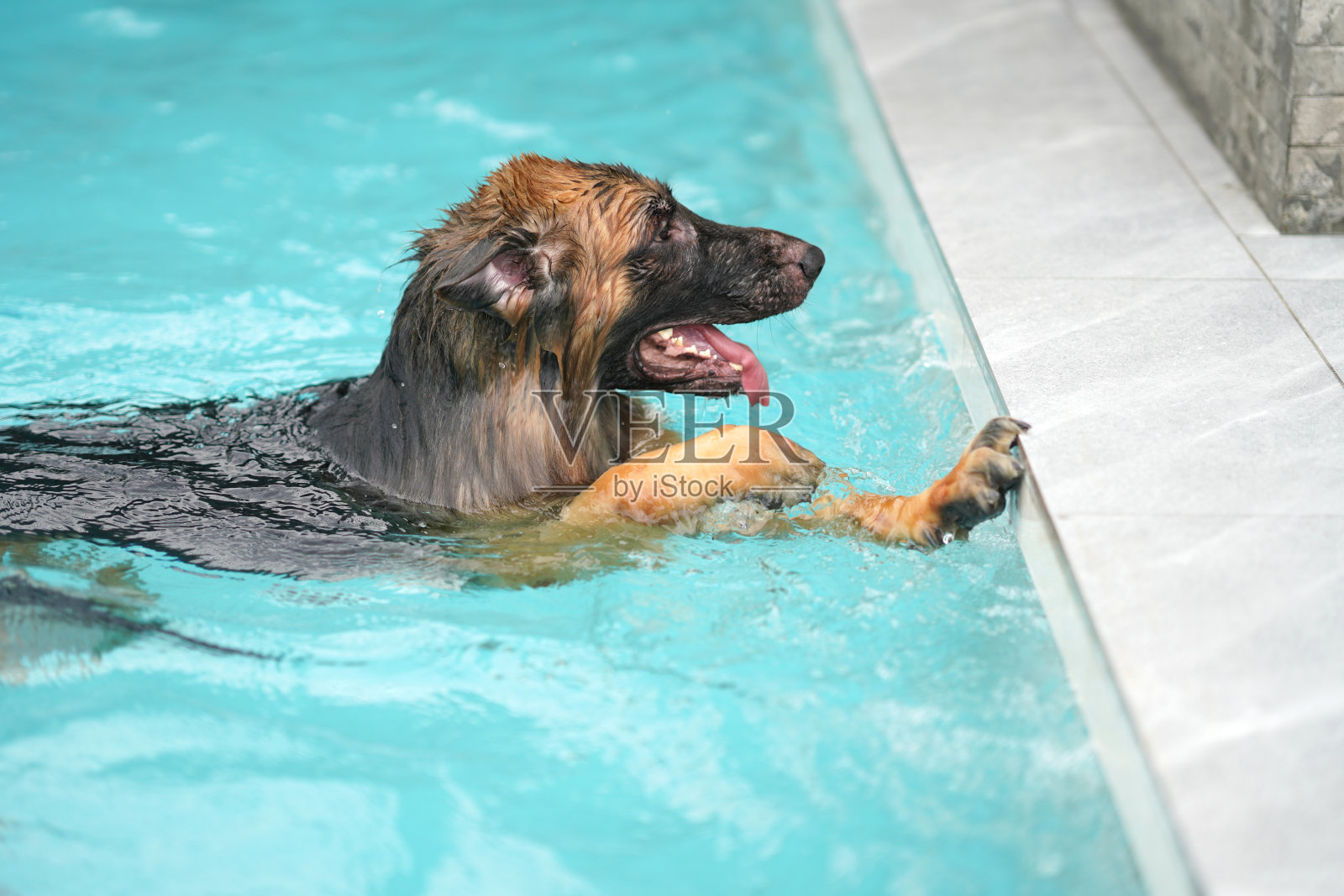 德国牧羊犬游泳捧边池照片摄影图片