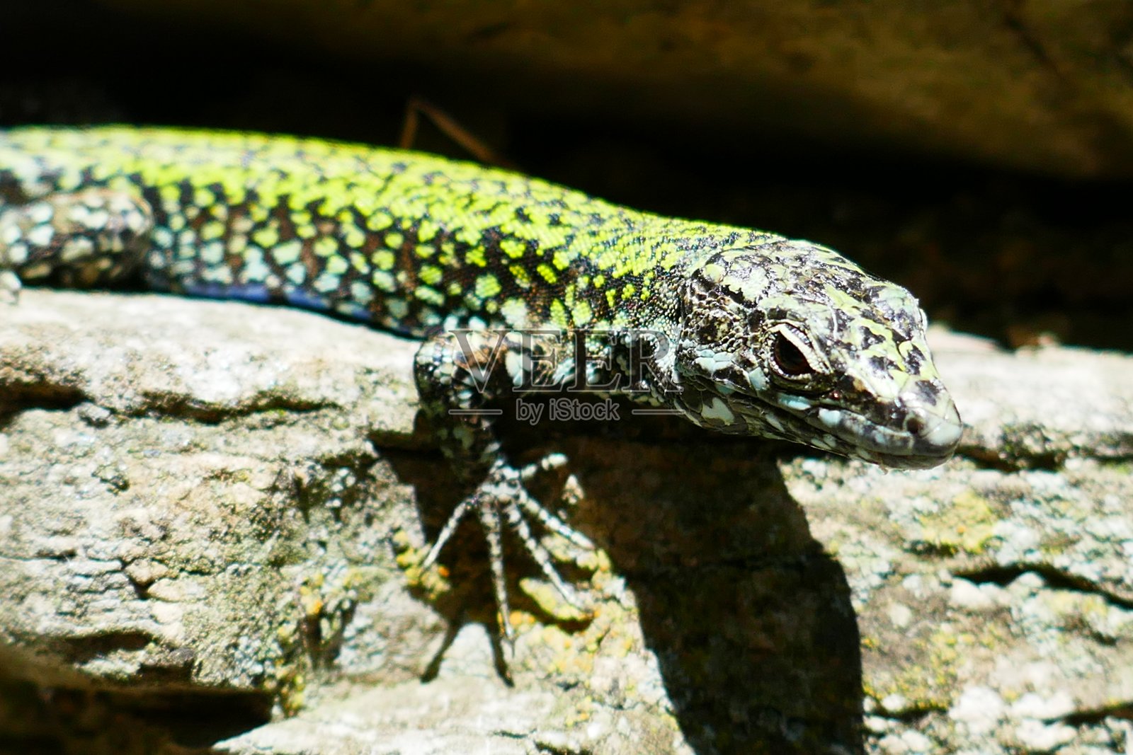 岩石里的一只绿色蜥蜴照片摄影图片