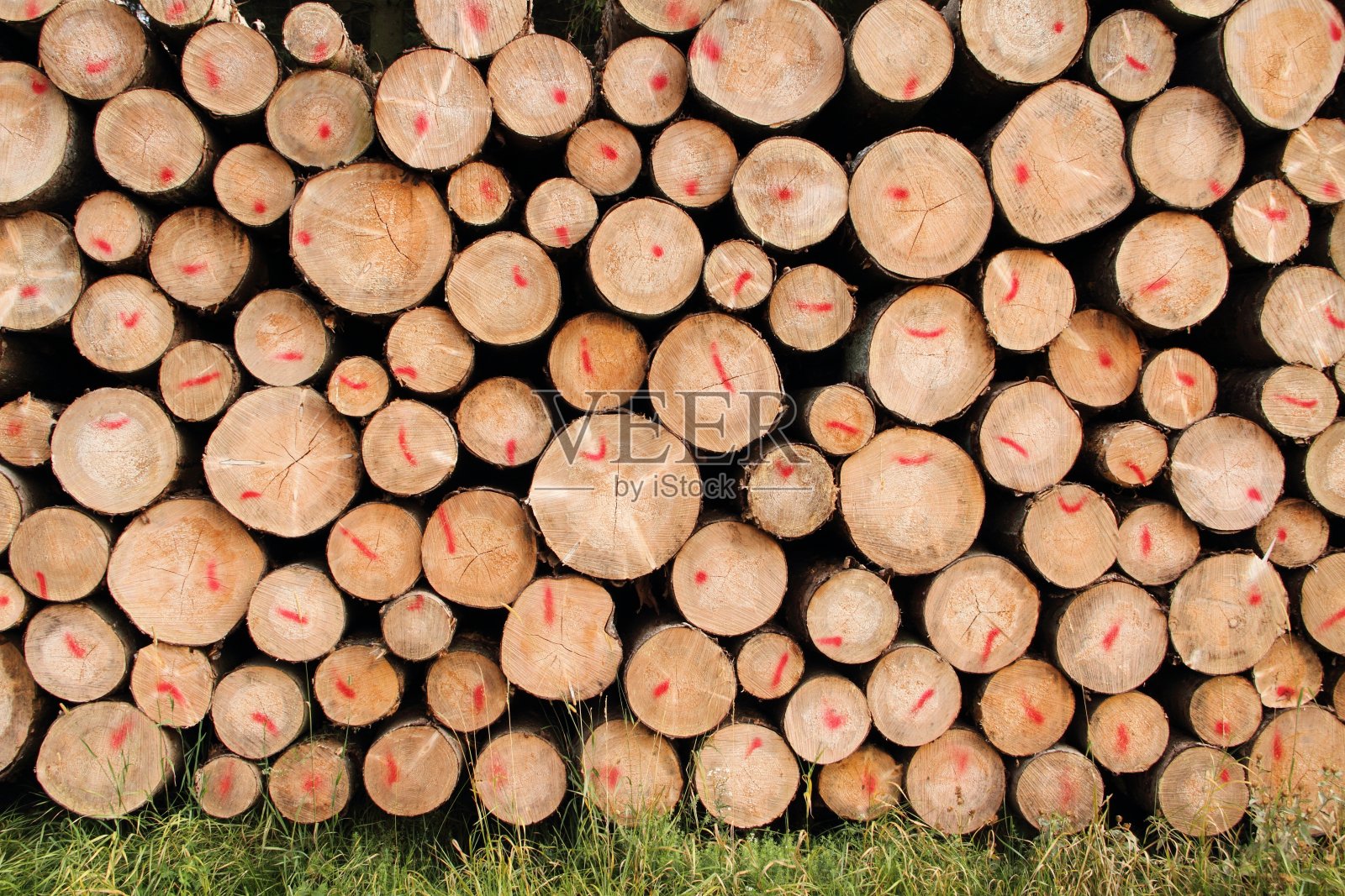 森林里刚砍下的木桩照片摄影图片