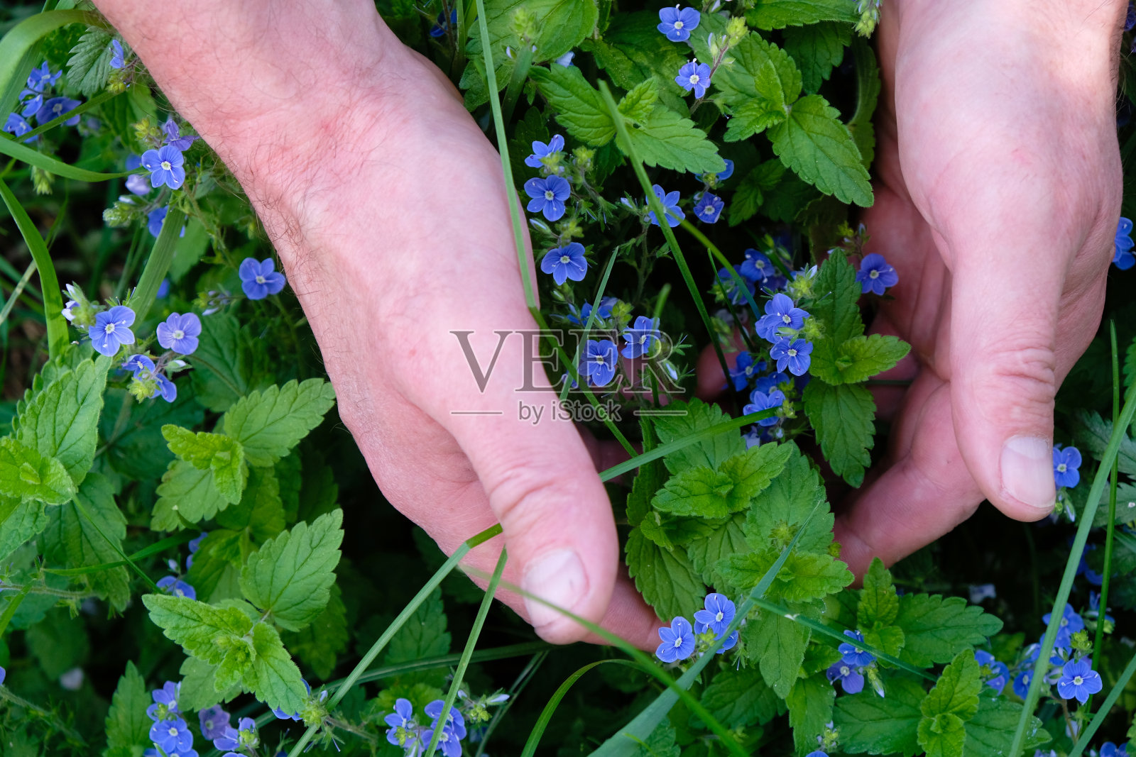 开着蓝色野花的雄性手掌。照片摄影图片