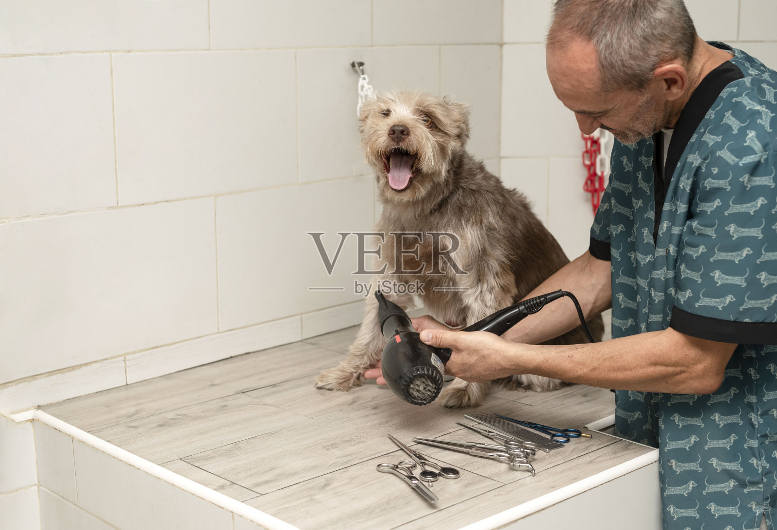 由宠物美容师在美容沙龙为狗洗澡和擦干照片摄影图片