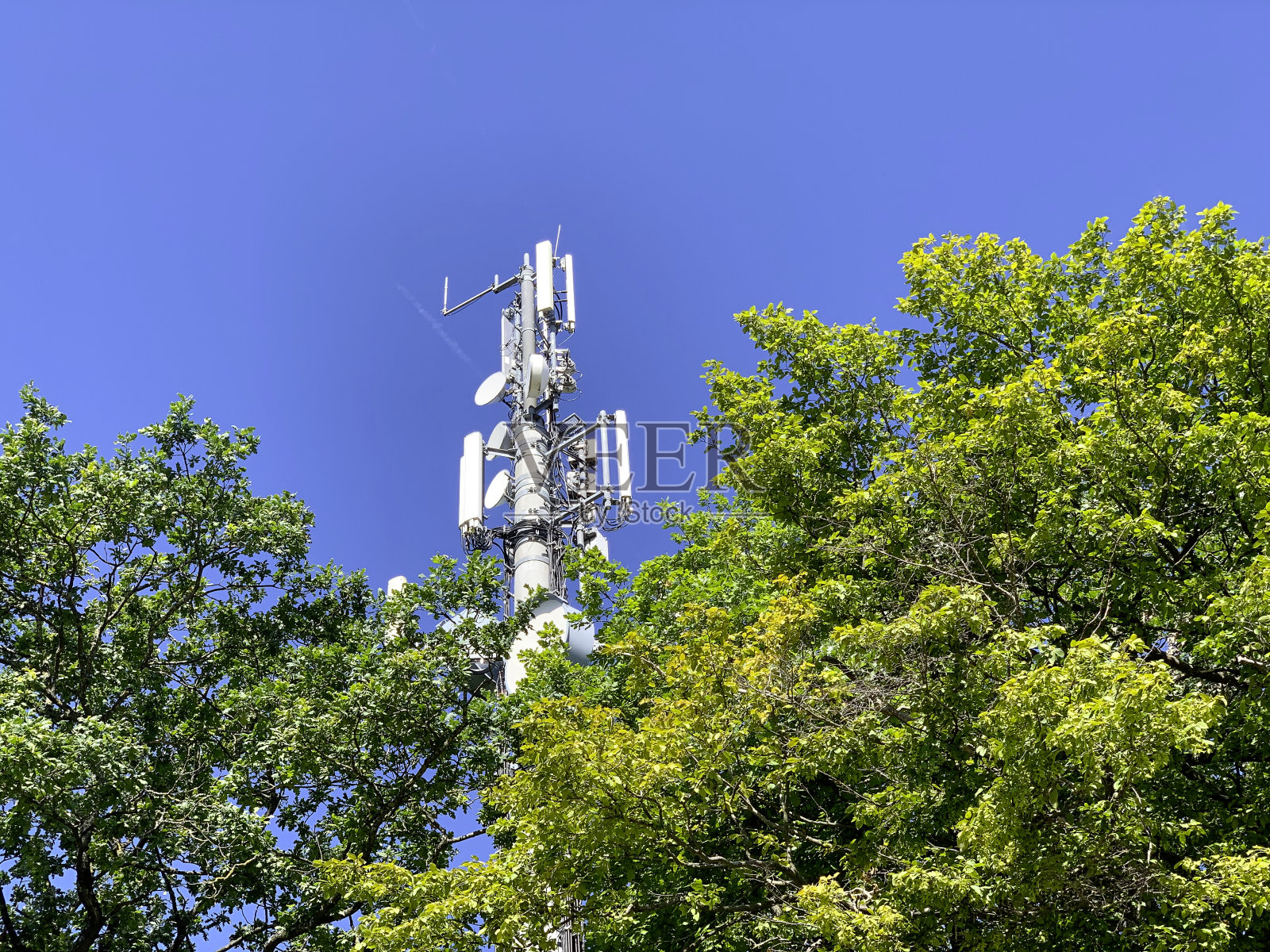 绿树后面的信号塔照片摄影图片