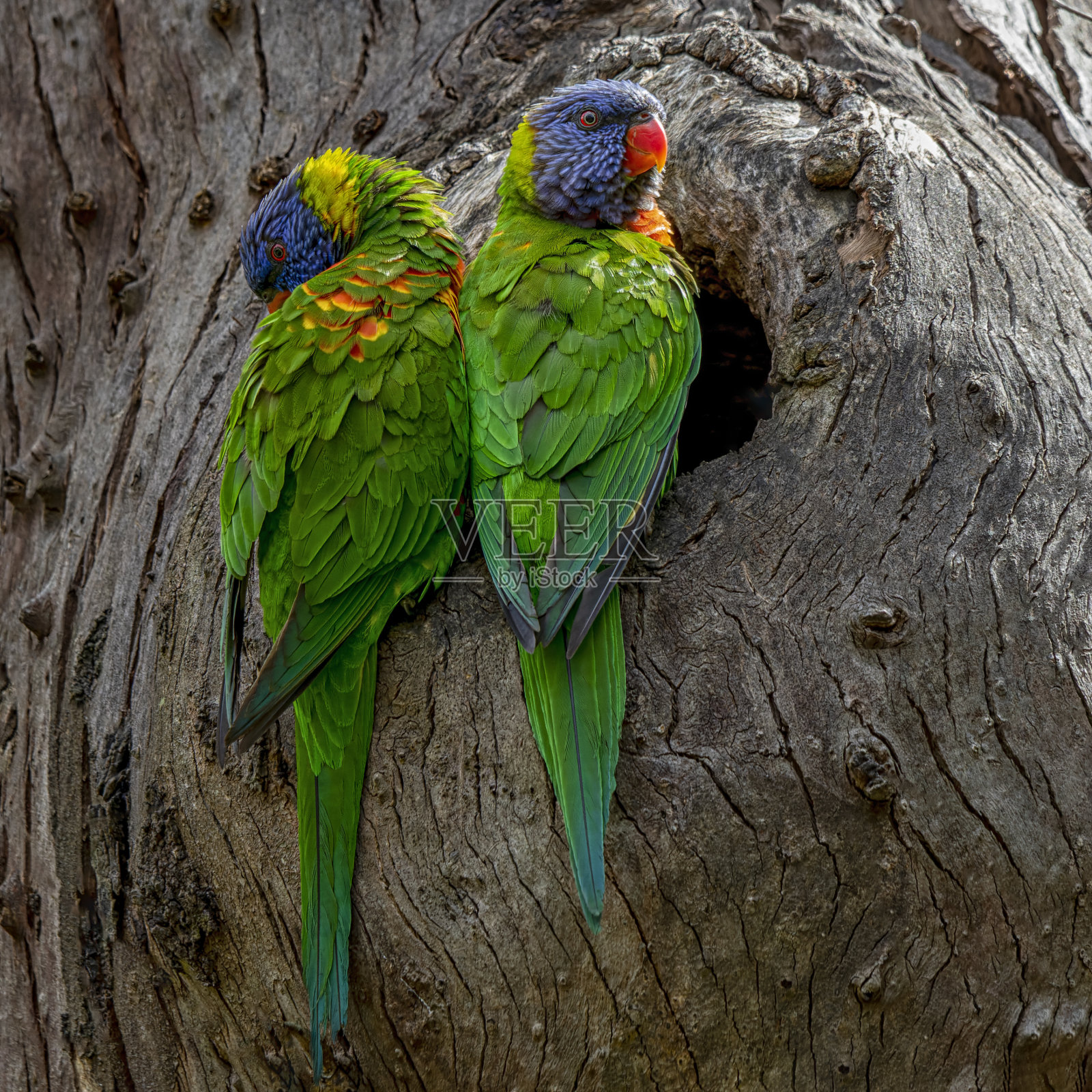 彩虹鹦鹉（毛茛）照片摄影图片