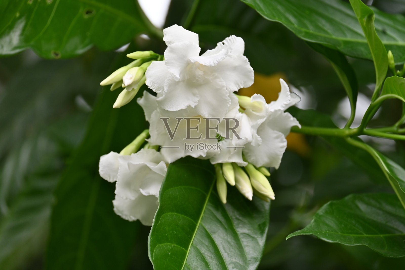 花。照片摄影图片