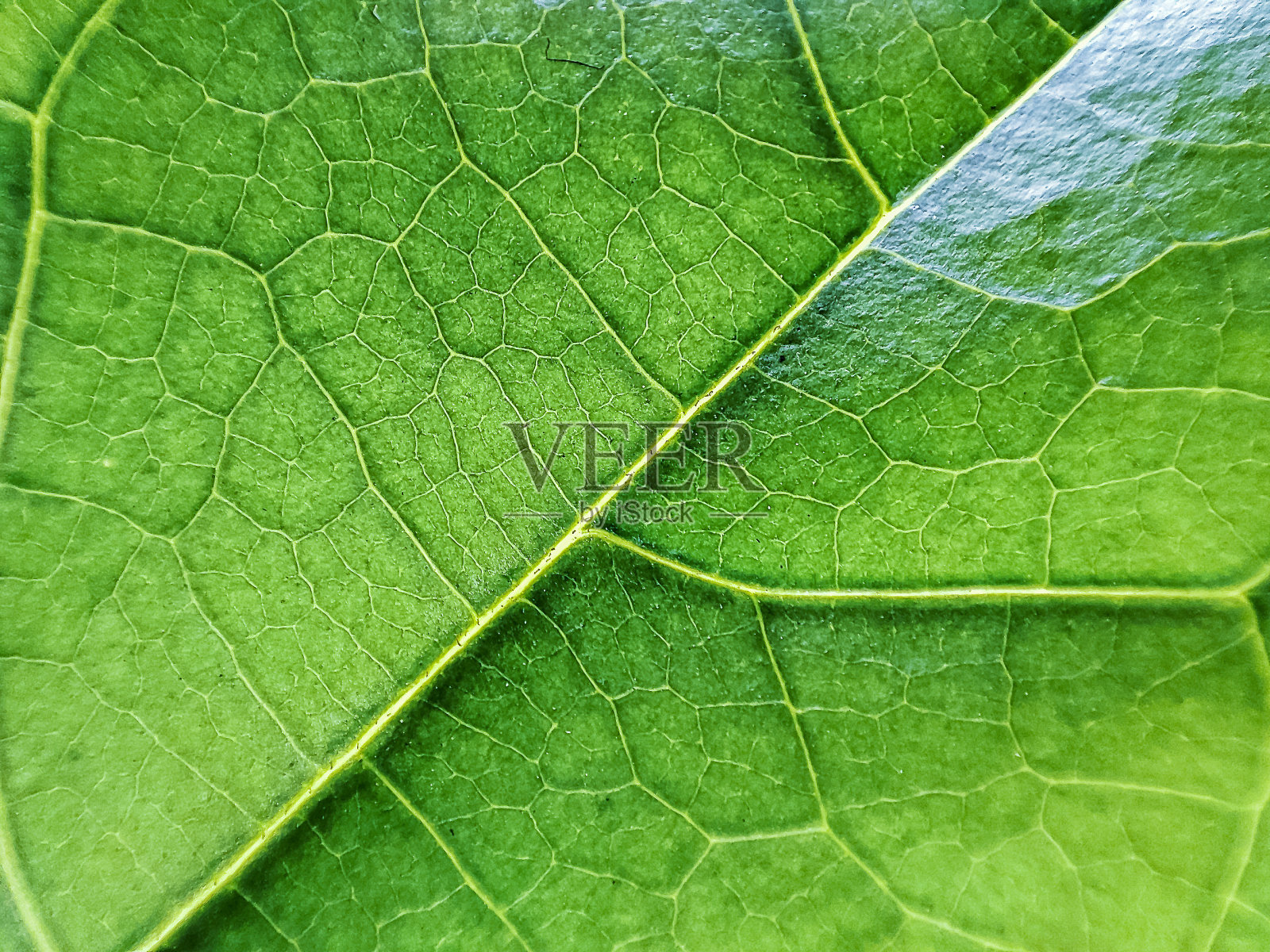 蚱蜢叶结构照片摄影图片
