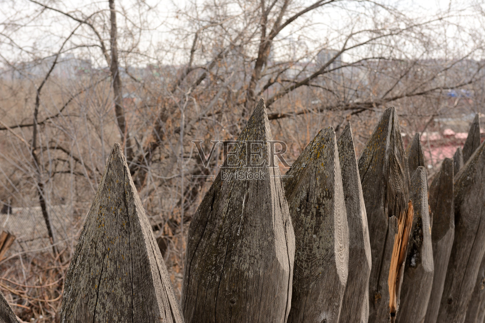 老木头的尖头竖立在高高的灌木丛旁，像一道篱笆。照片摄影图片