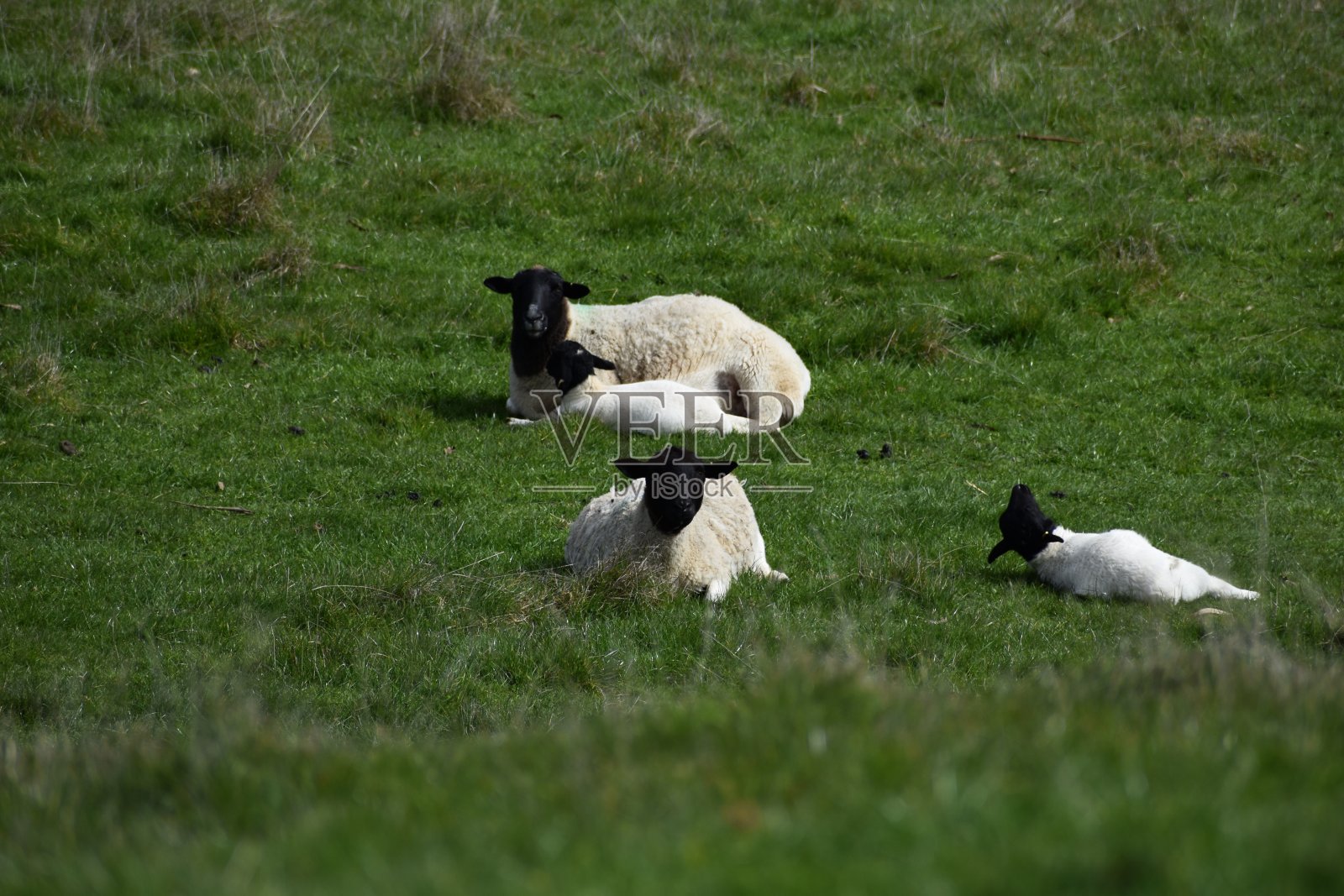 在围场/田地/农场的羊照片摄影图片