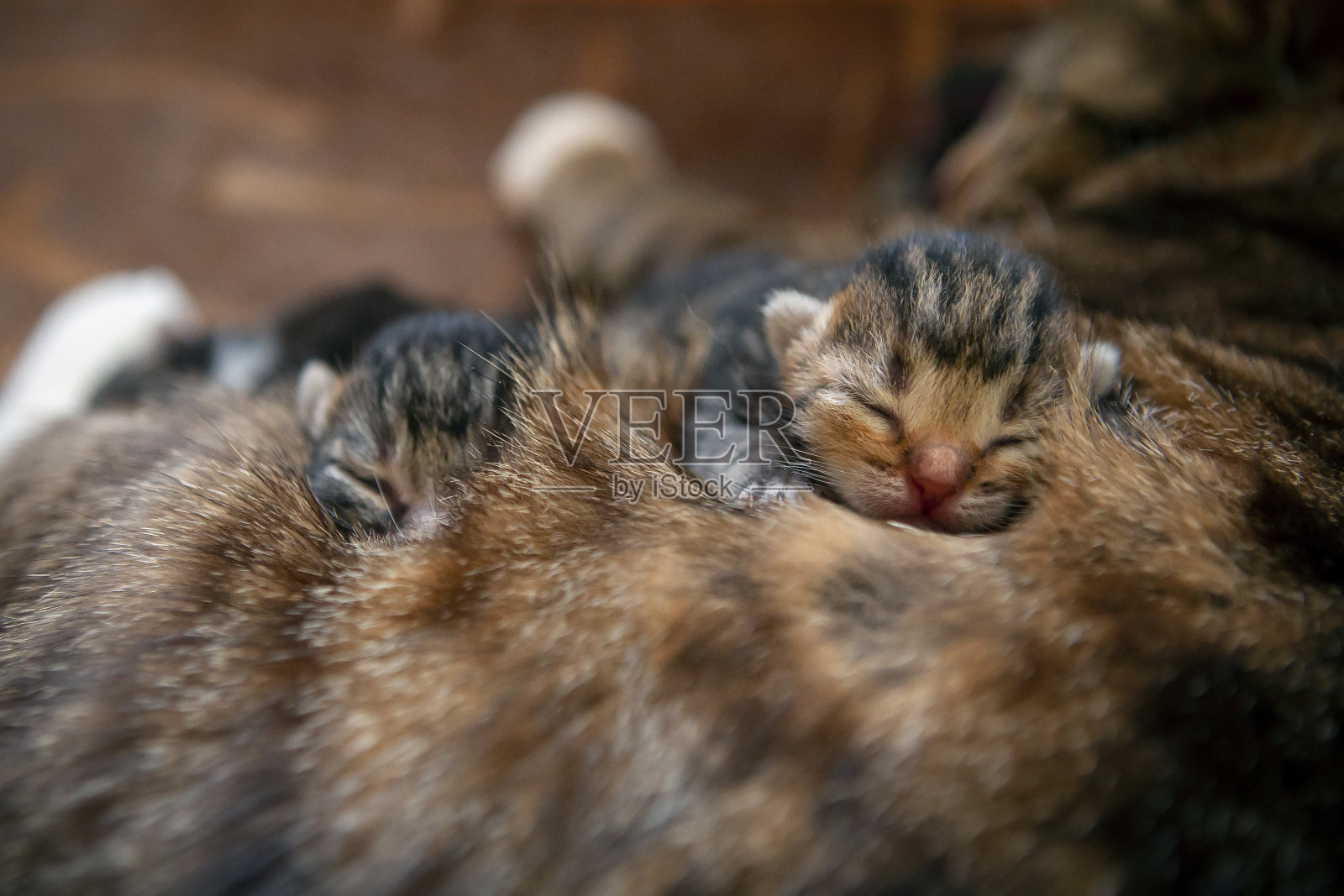 瞎眼的小猫睡在猫身上。照片摄影图片
