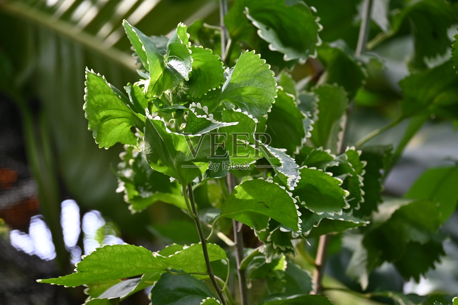 阿卡利帕·威尔克西安娜·戈塞菲纳。照片摄影图片