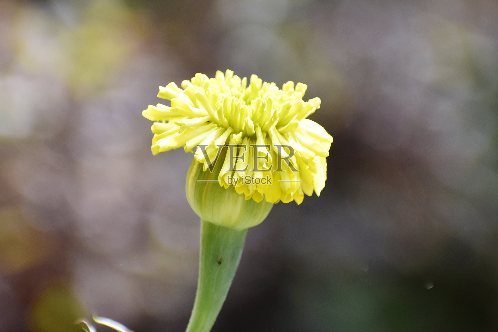 梅里黄金花照片摄影图片