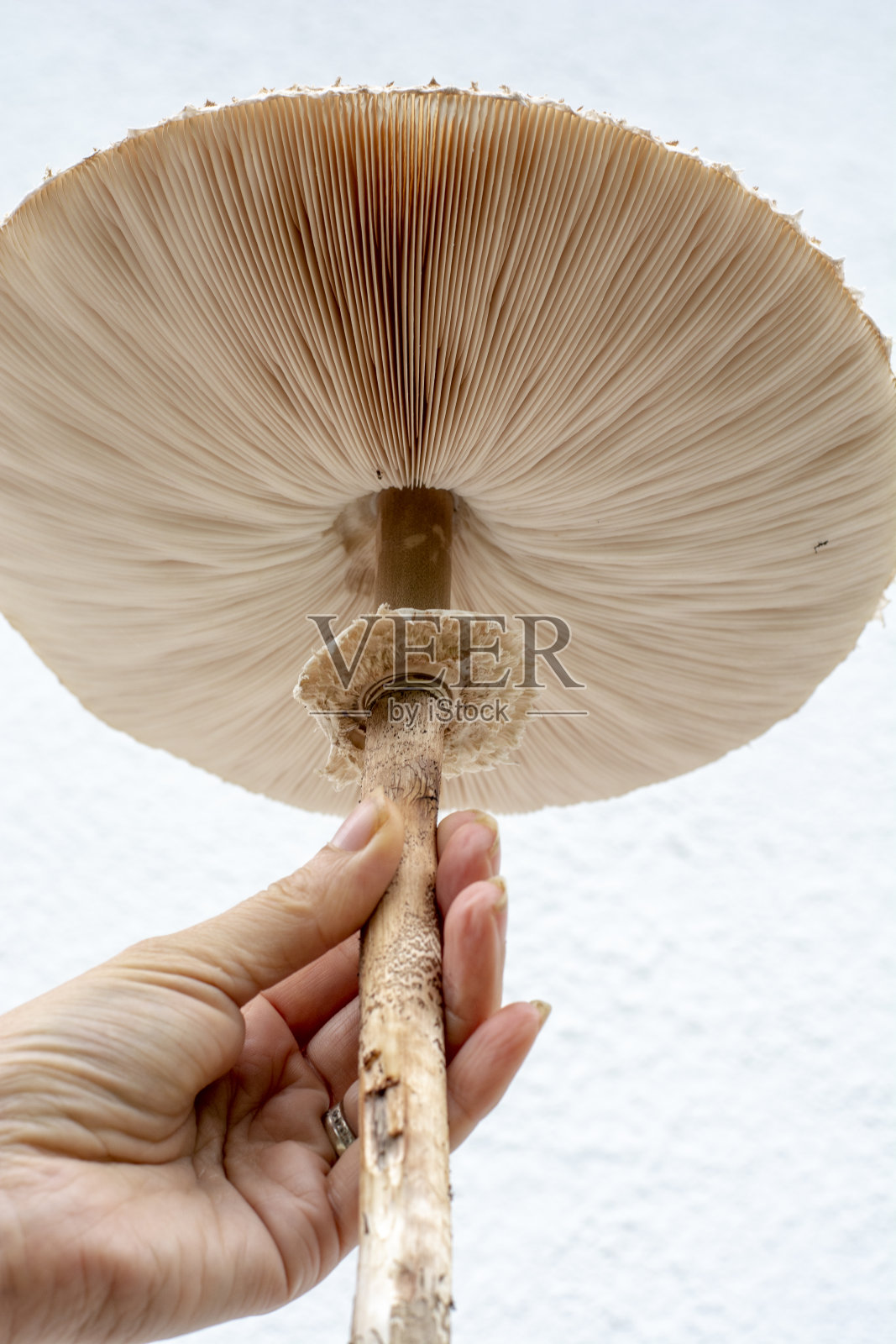 女子手持伞菇(伞菇)在她的手。关闭了。细节。照片摄影图片