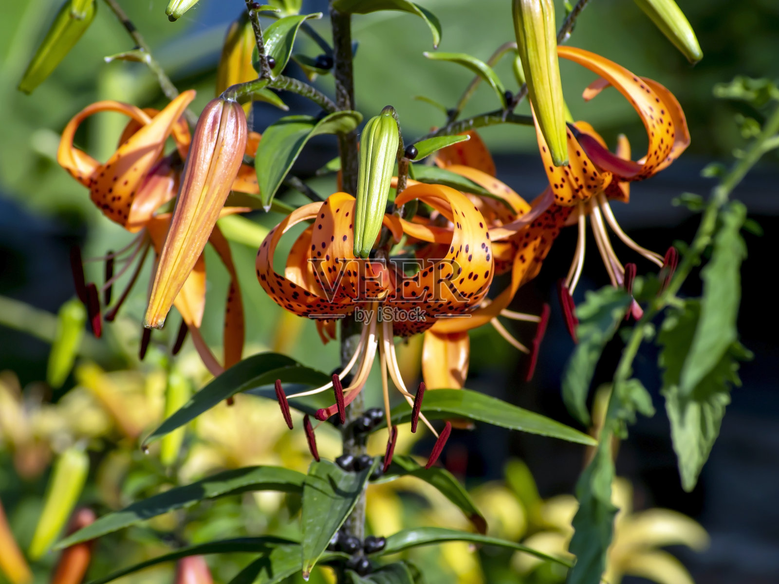 花园里亮橙色的虎百合照片摄影图片