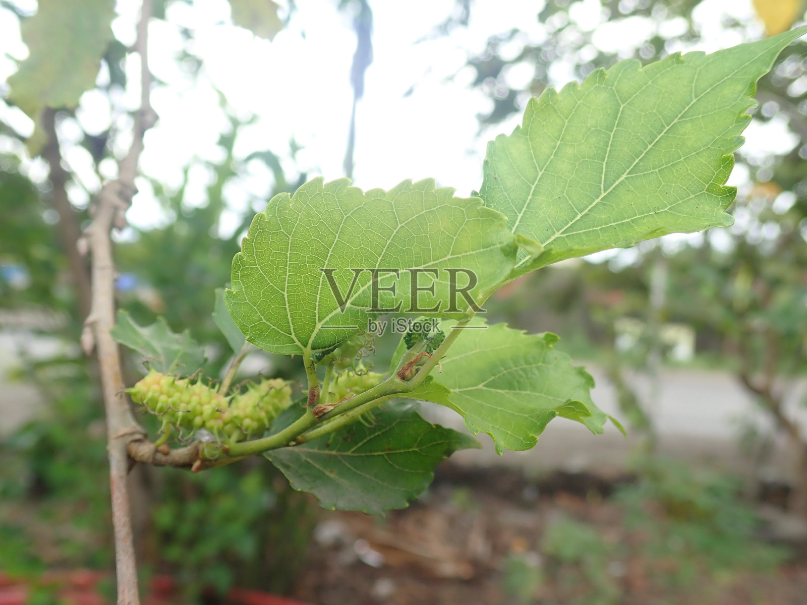 桑树枝头上的幼果，俗称白桑、白桑、桑、桑蚕。照片摄影图片