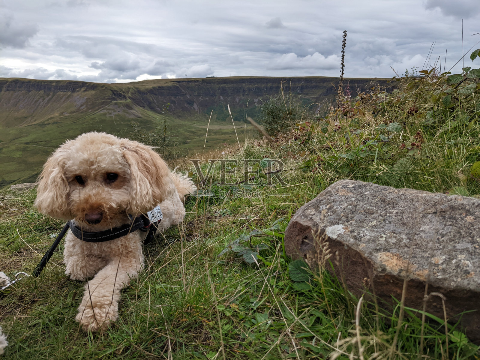 贵宾犬停照片摄影图片