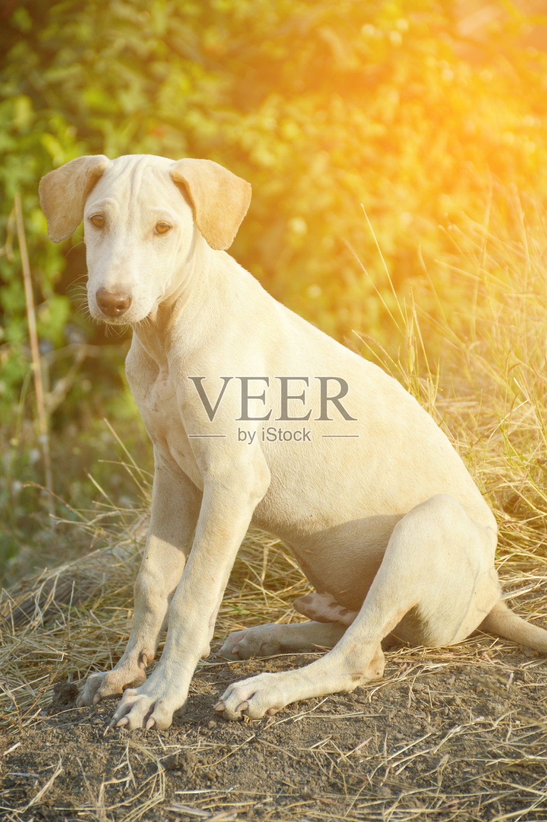 泰国乡村的狗照片摄影图片