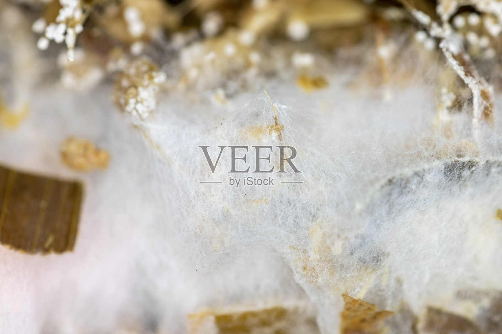 真菌和细菌被用于堆肥。照片摄影图片