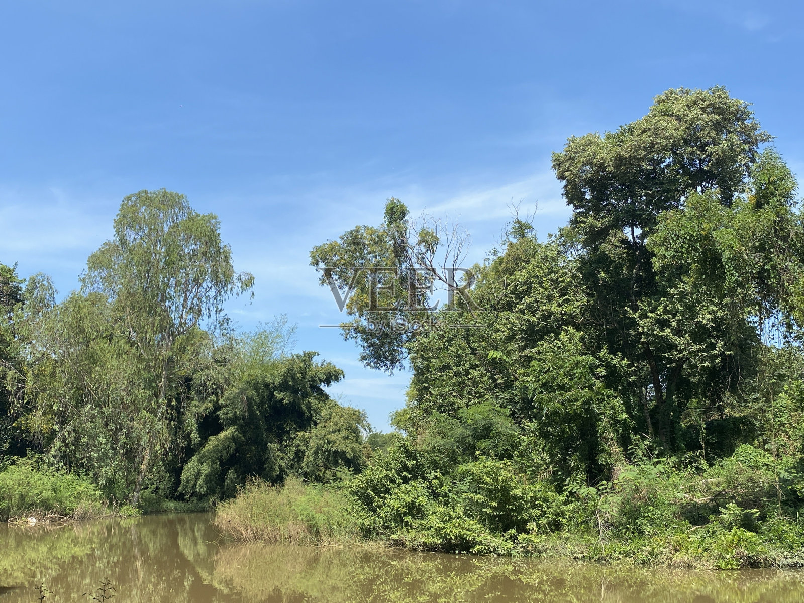 泰国乡村的森林照片摄影图片