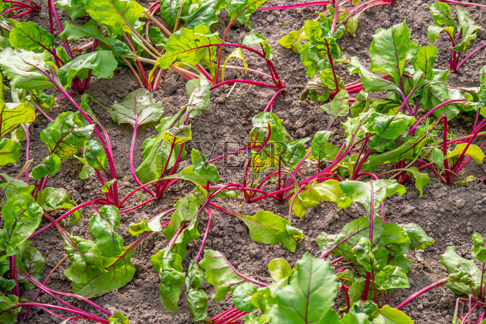 甜菜根的顶部放在床上。菜园顶视图中的甜菜绿叶。从地里长出来的甜菜根。院子里自家种的甜菜。新鲜的甜菜叶照片摄影图片