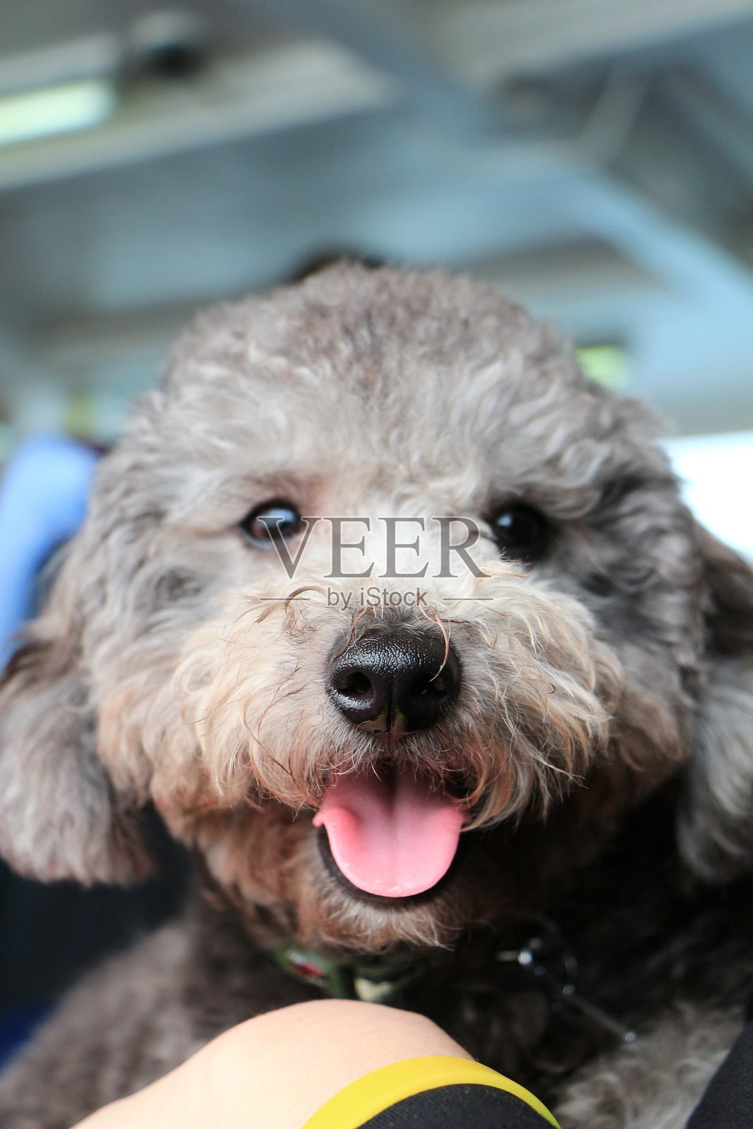 宠物狗照片摄影图片