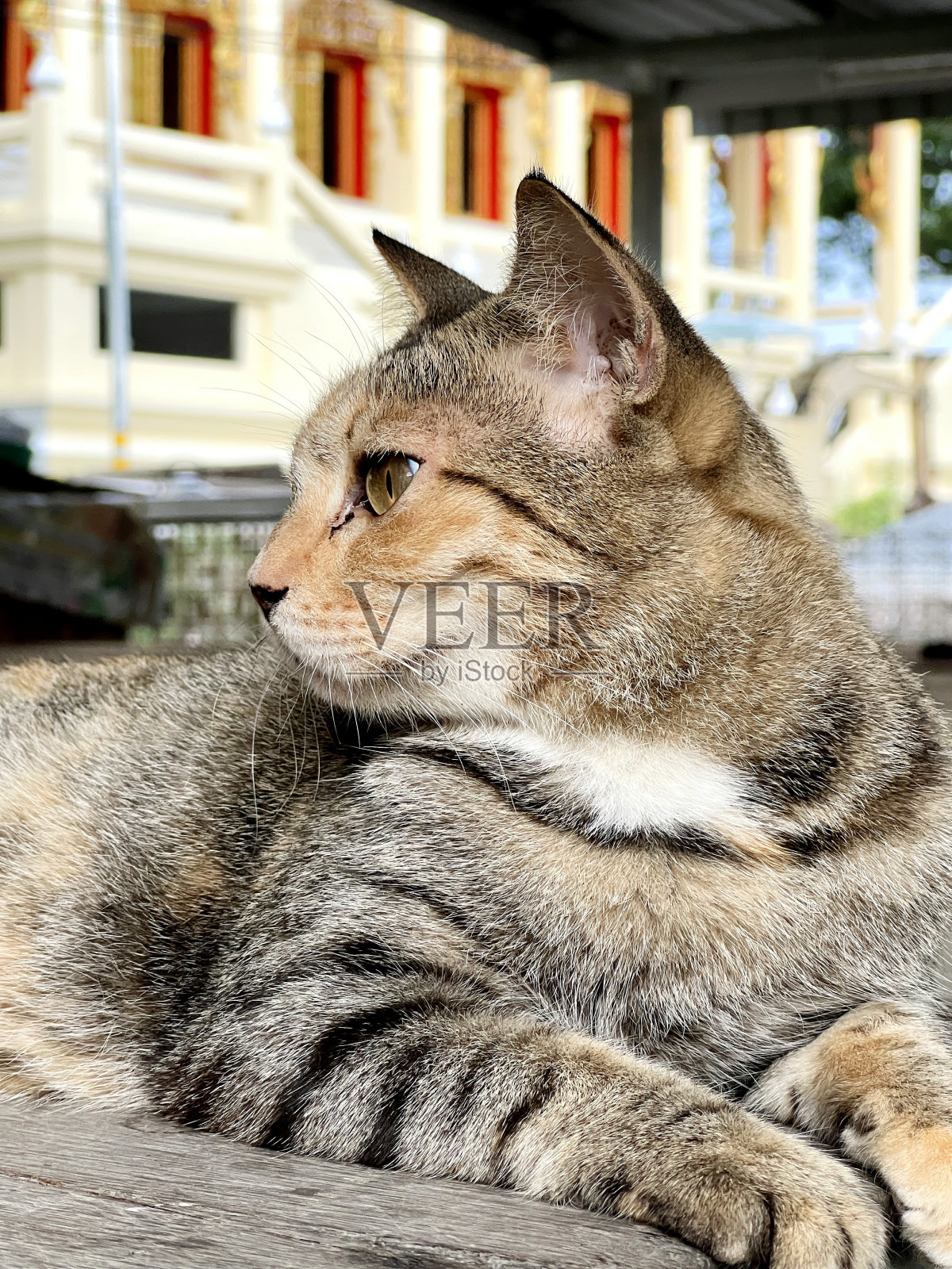 可爱的猫在木地板上照片摄影图片