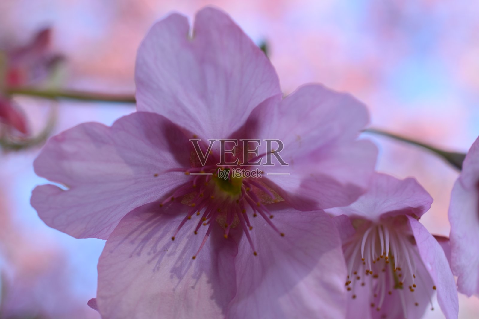 粉红色的花朵照片摄影图片