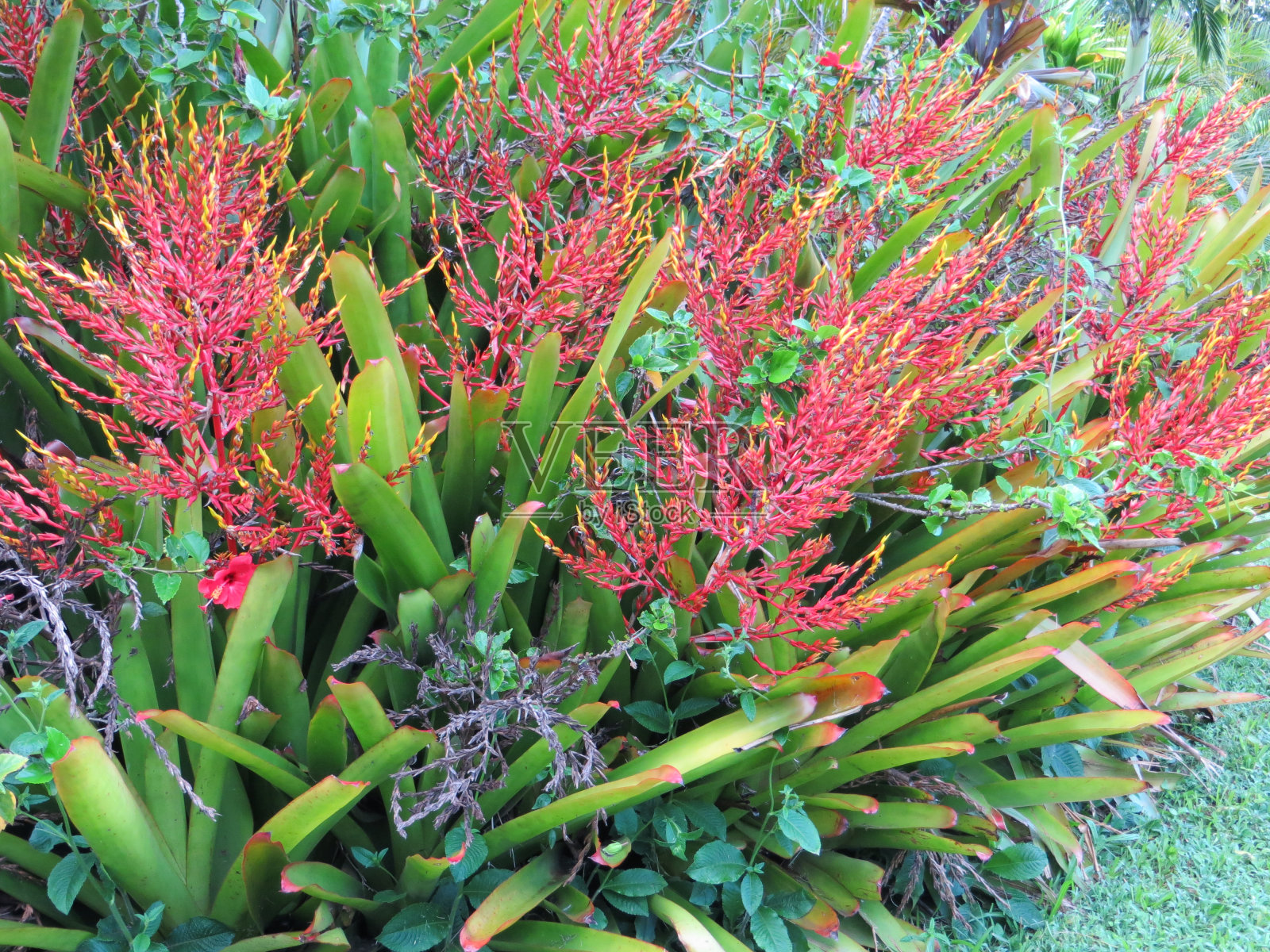 夏威夷的一种红色开花热带植物照片摄影图片