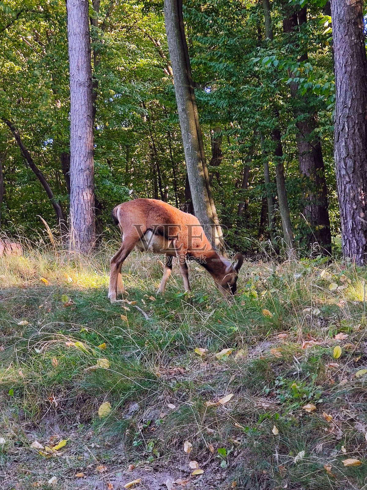一只公公羊在公园里吃草，背景是绿树。侧视图照片摄影图片