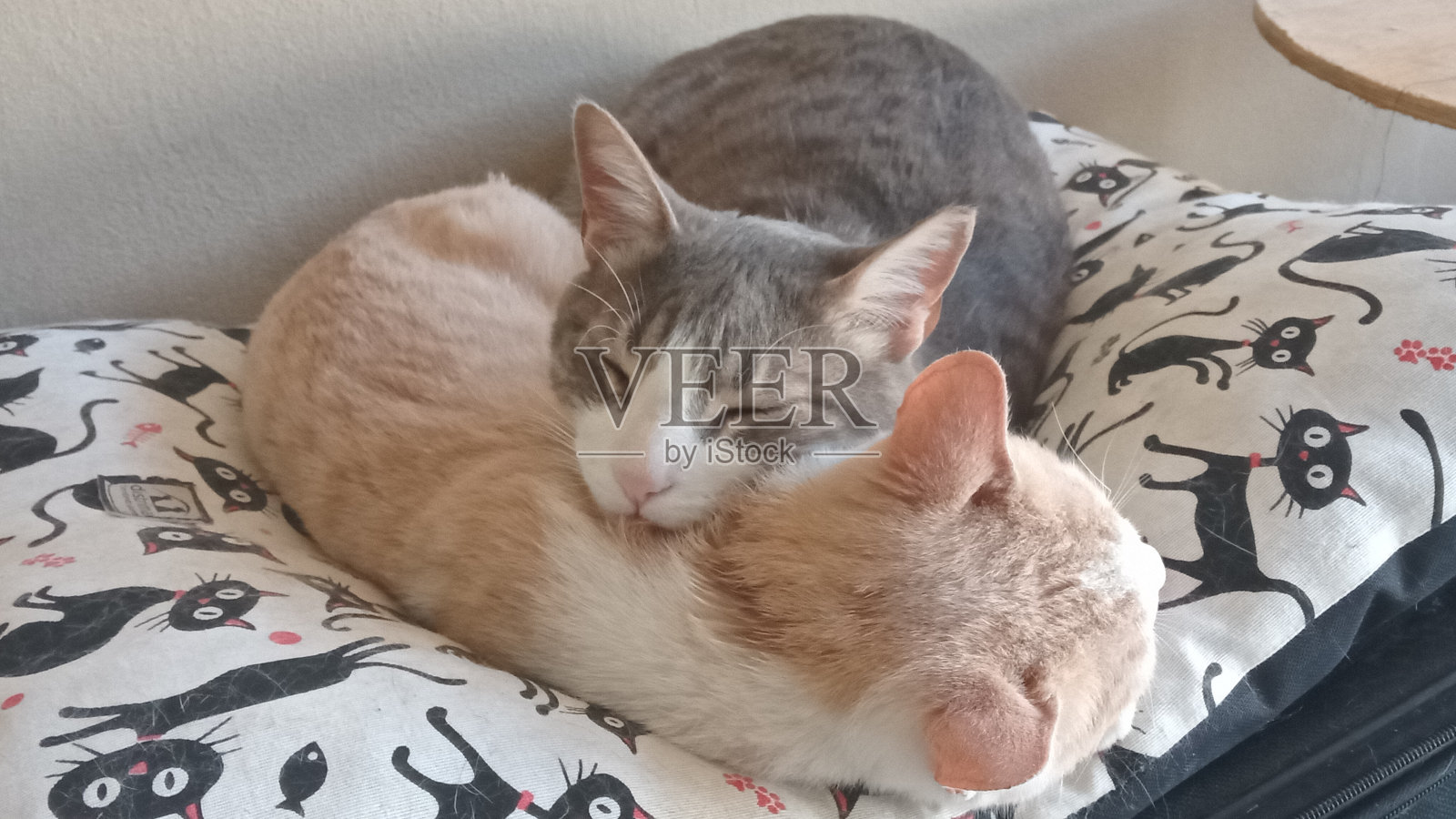 爱兄弟猫照片摄影图片