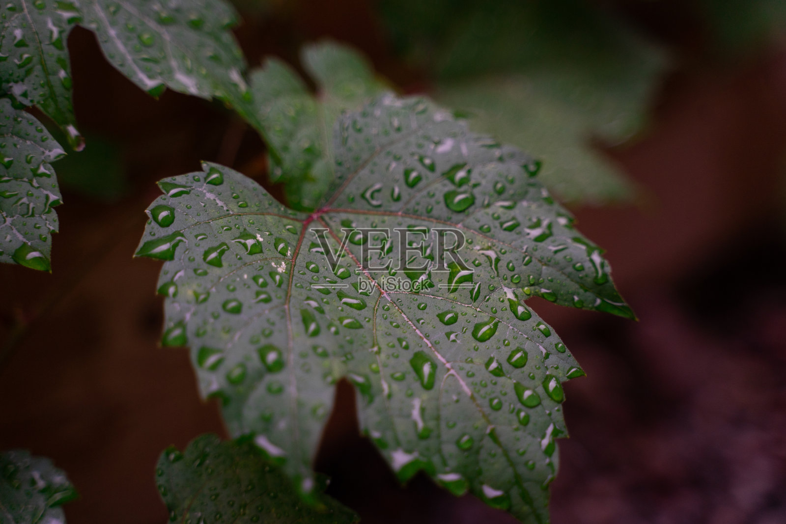 小雨打在叶照片摄影图片