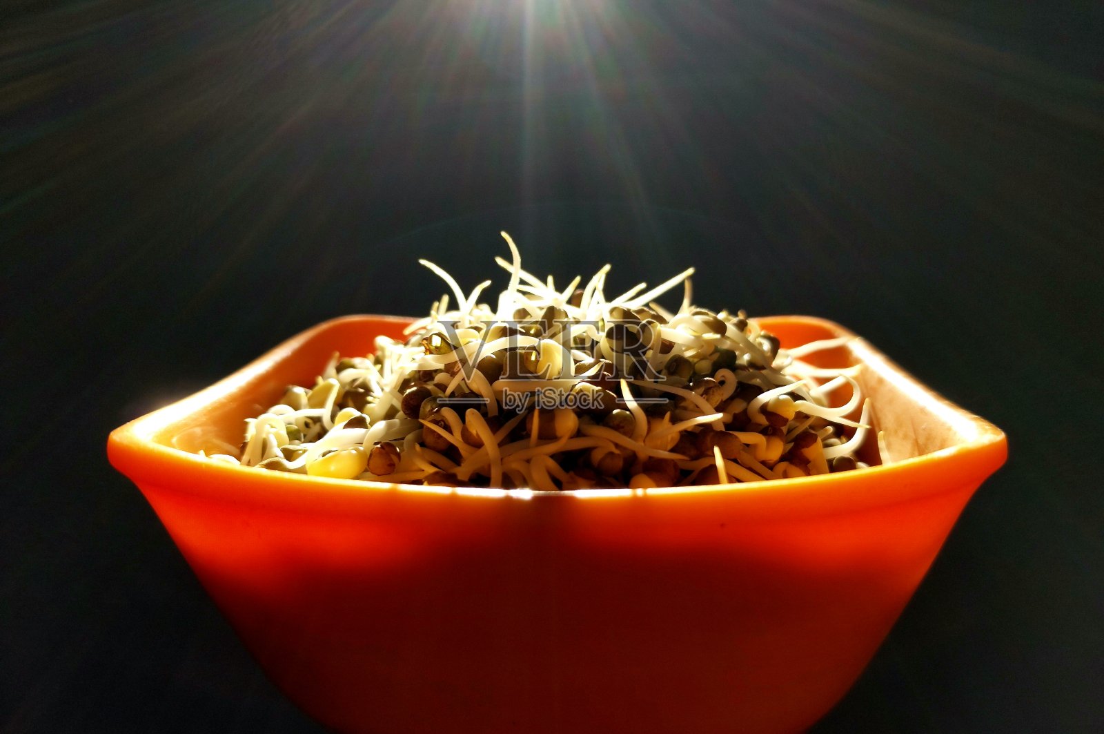 碗里的豆芽，黑色背景。照片摄影图片