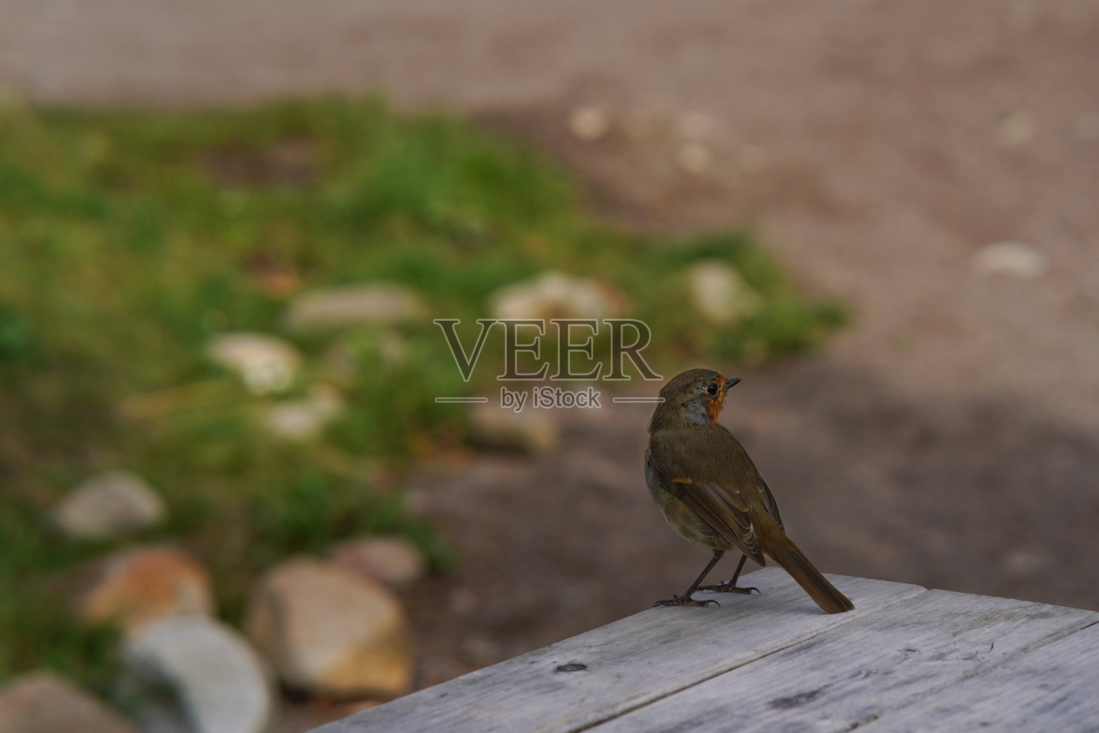 木桌上的一只欧洲知更鸟照片摄影图片