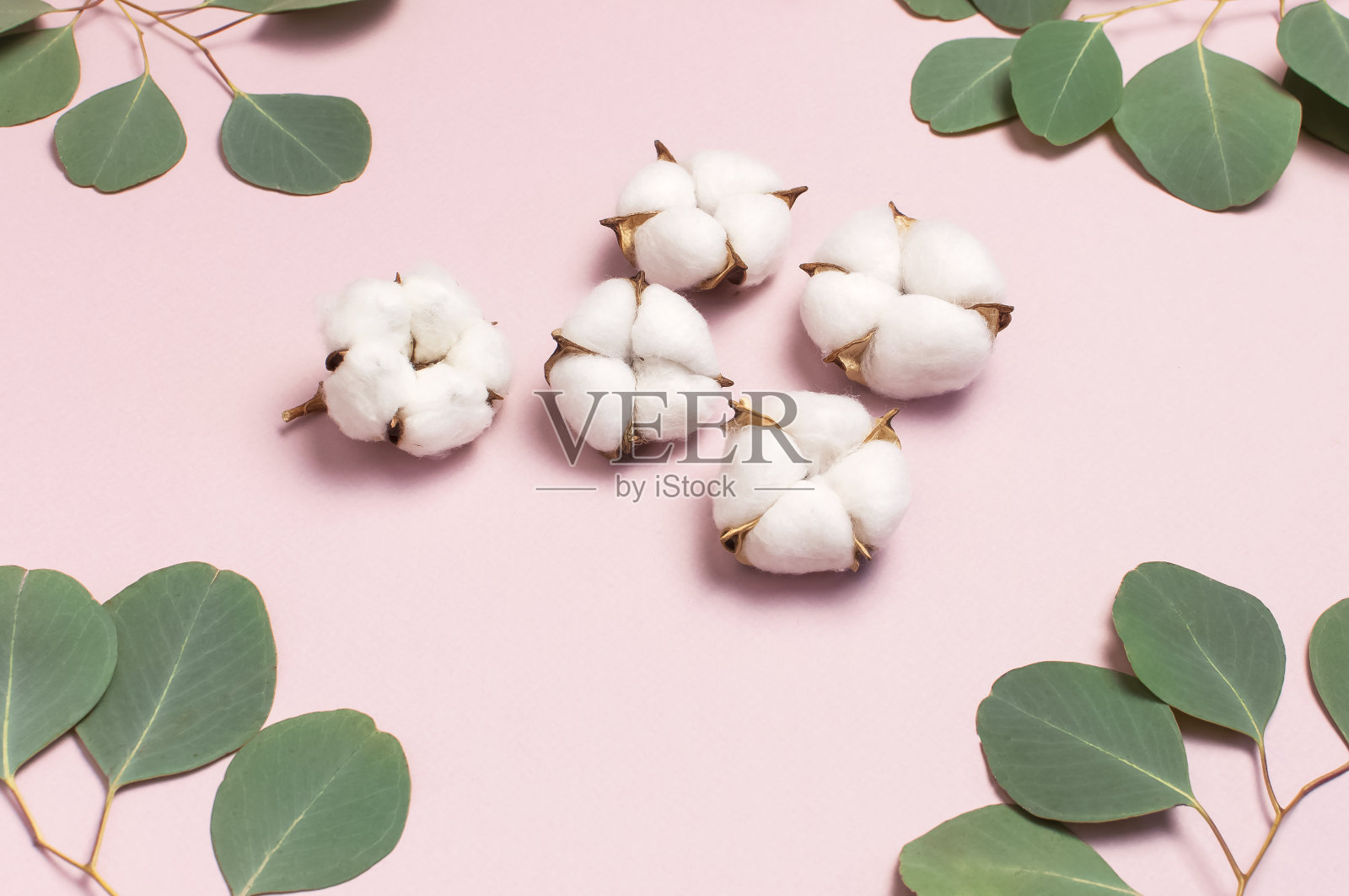 框架的棉花花和绿色桉树树枝在柔和的粉色背景。平铺，俯视图，复制空间。花的组成与精致的棉花花。棉花背景。照片摄影图片