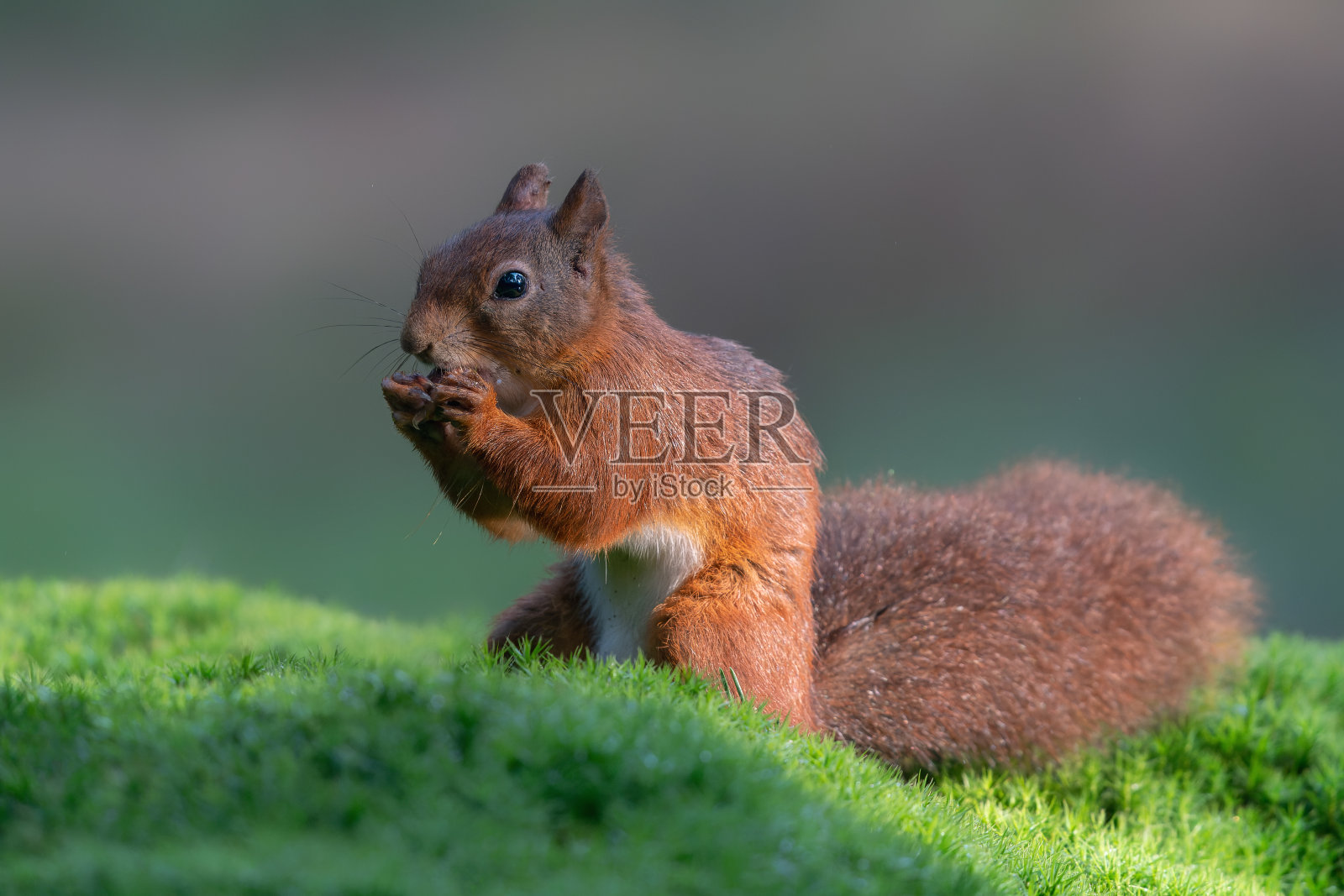美丽的欧亚红松鼠(Sciurus vulgaris)正在吃坚果照片摄影图片
