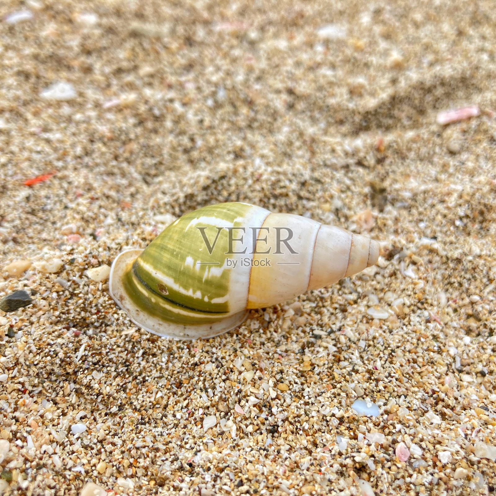 吸气式的蜗牛照片摄影图片