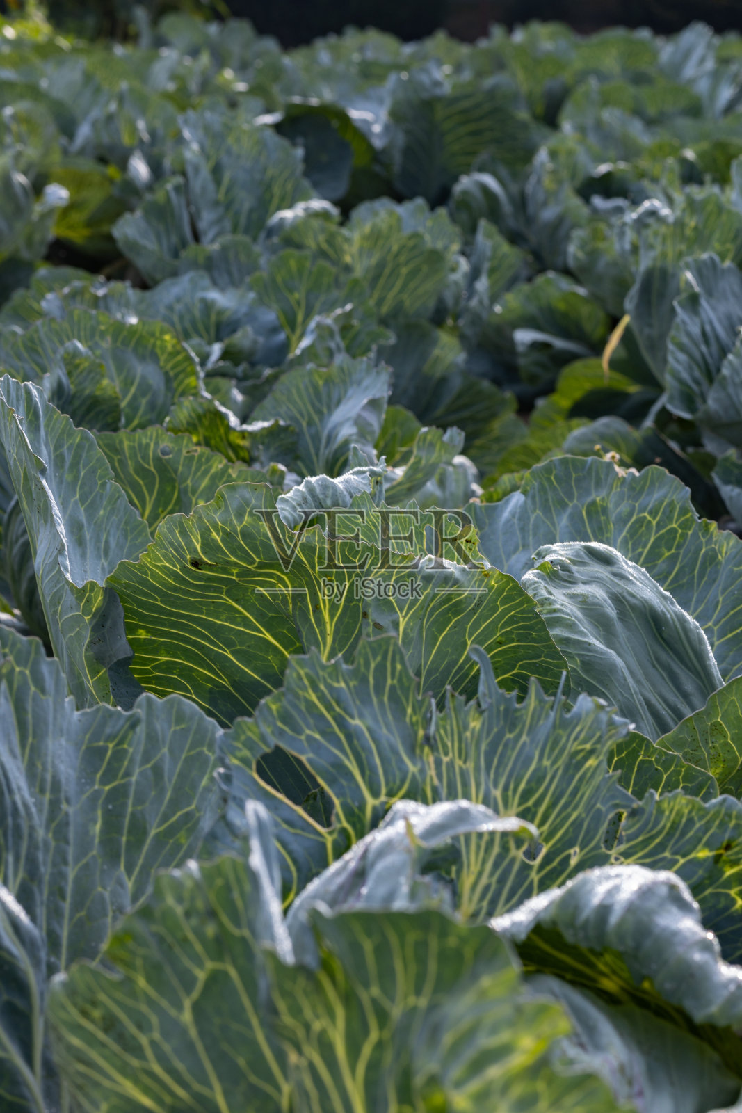 有机白菜在农村的种植，有机食品农业，波兰照片摄影图片