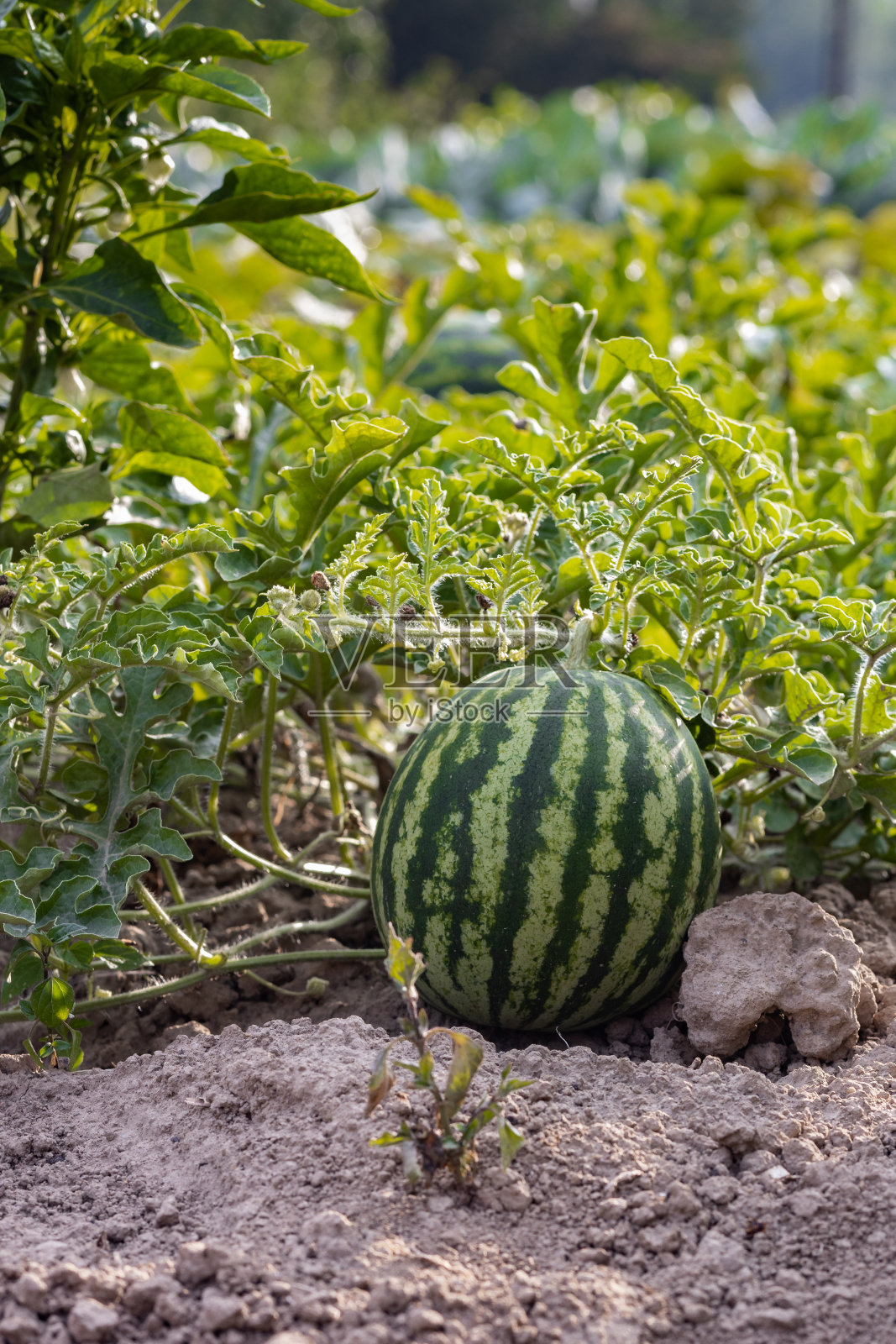 有机西瓜在农村的种植，有机食品农业，波兰照片摄影图片
