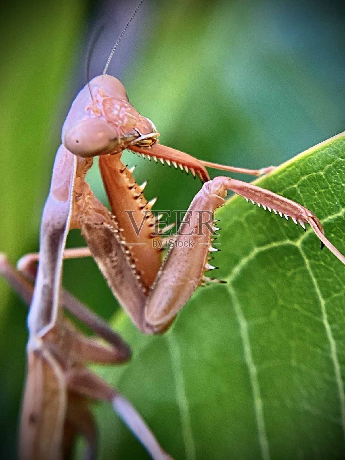 一只成年的扁螳螂(边界螳螂、博斯克螳螂、亚利桑那螳螂、新墨西哥祈祷螳螂)倒挂在鸡蛋花树上。照片摄影图片