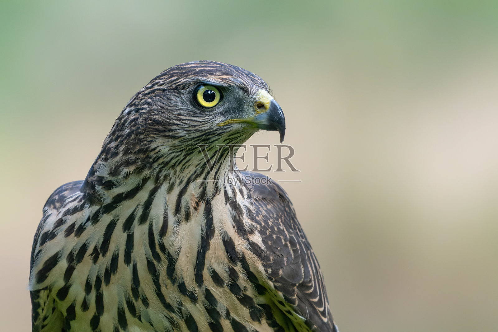 美丽的北方苍鹰画像(Accipiter gentilis)照片摄影图片
