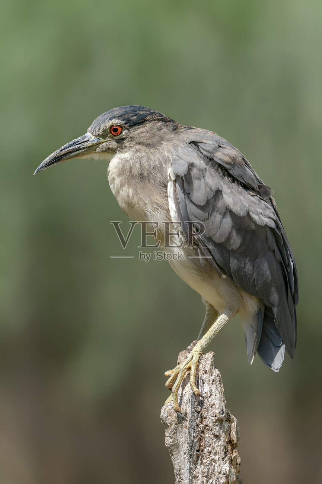 美丽的幼夜鹭(夜鹭)坐在树枝上。照片摄影图片
