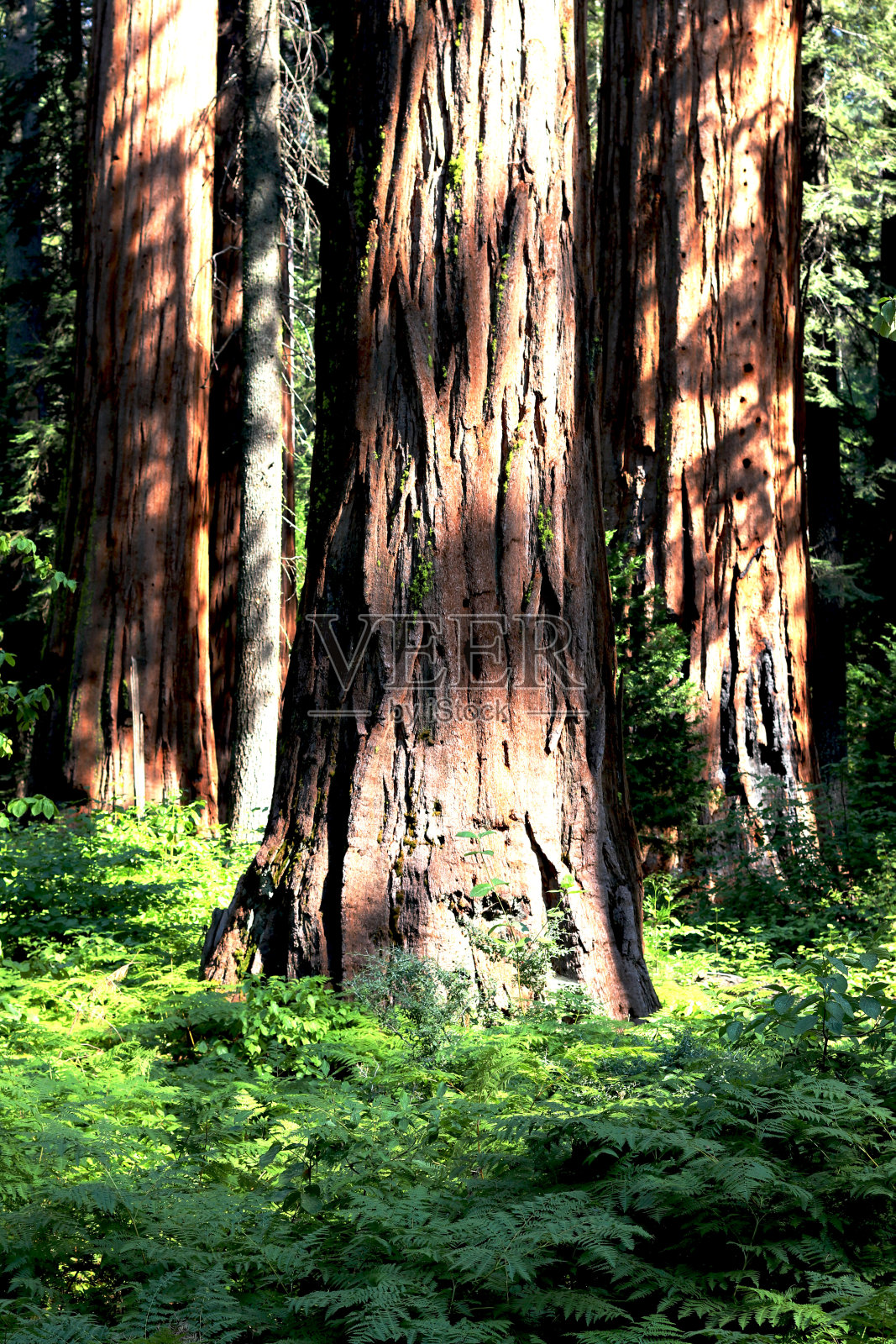 加利福尼亚国家公园的红杉林照片摄影图片