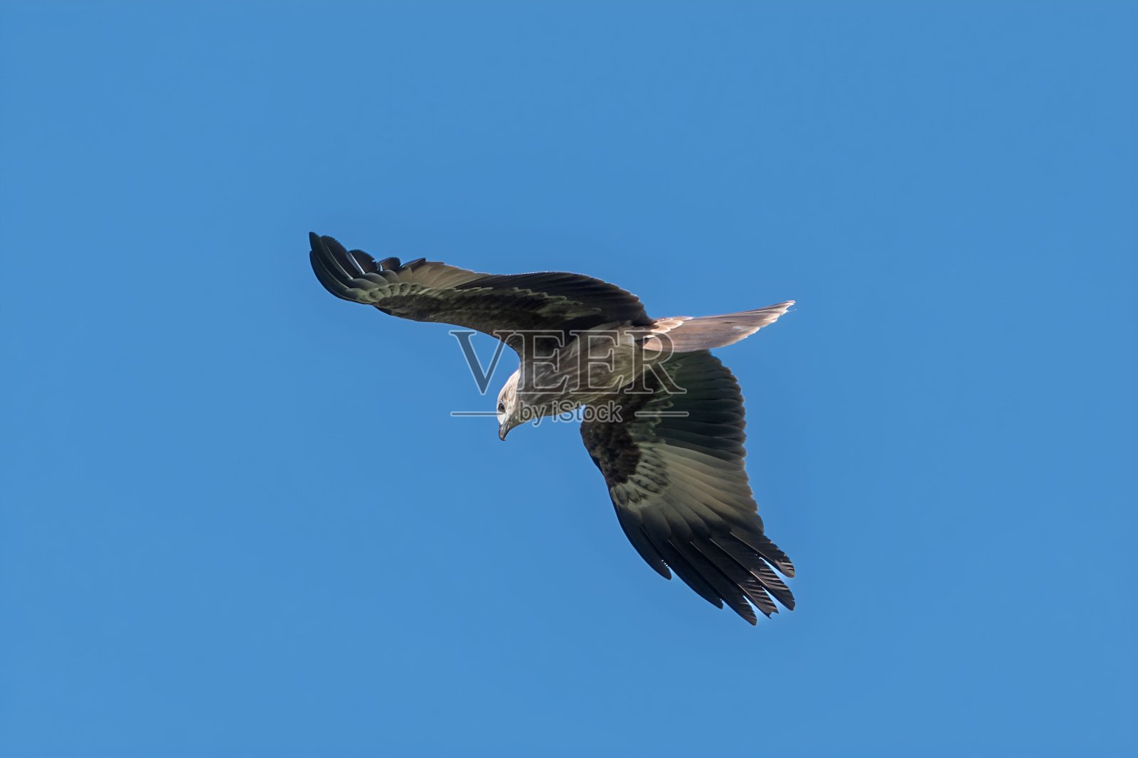 冠蜜秃鹰(Pernis ptilorhynchus)照片摄影图片