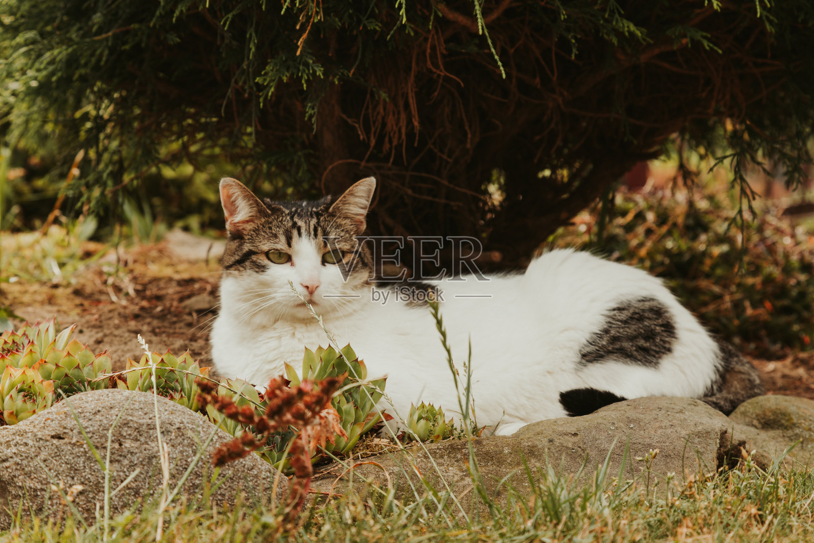 花园里的猫，一幅美丽的猫在阳光下放松的肖像，波兰照片摄影图片