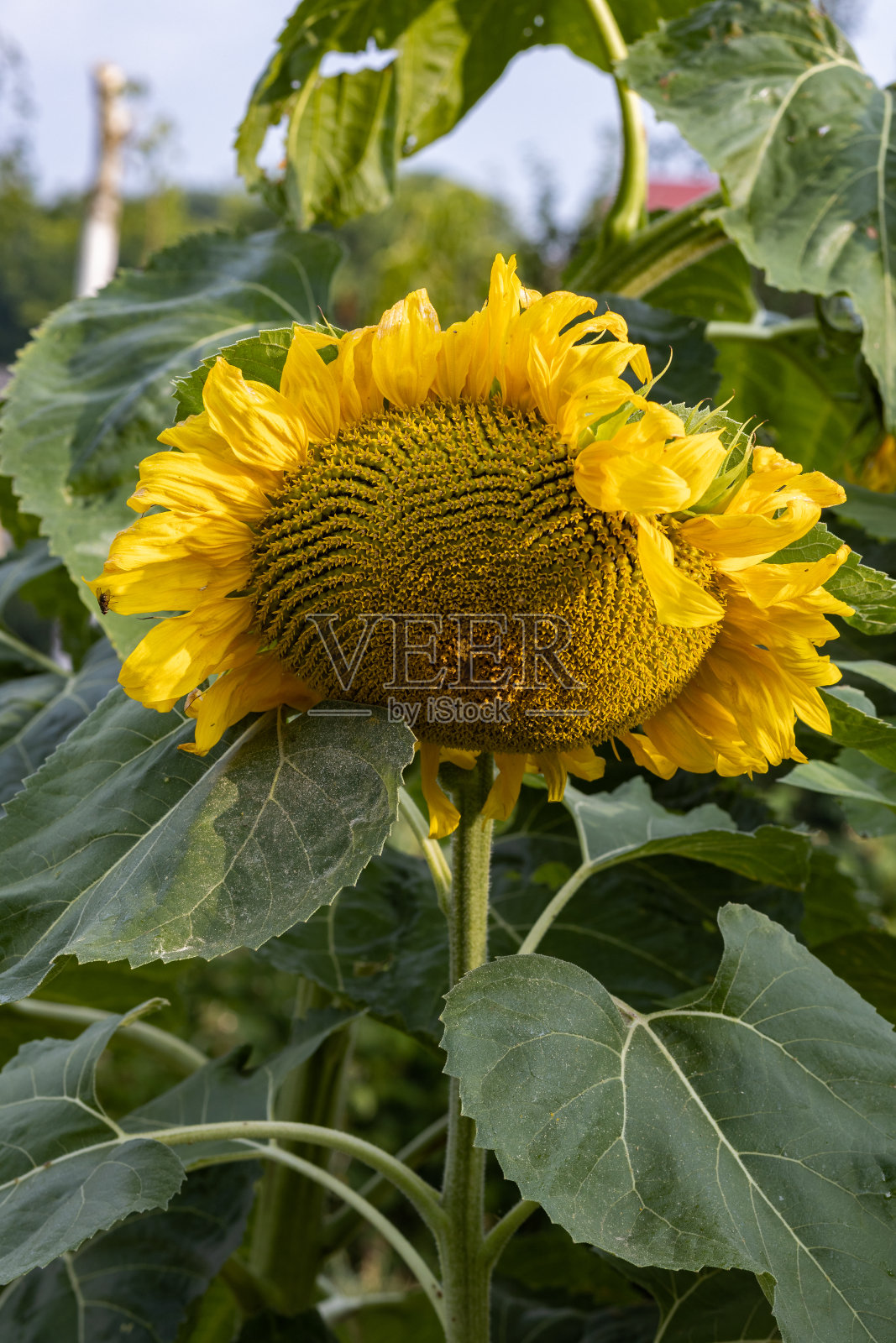 美丽的向日葵在一个阳光灿烂的日子，近距离摄影，波兰照片摄影图片