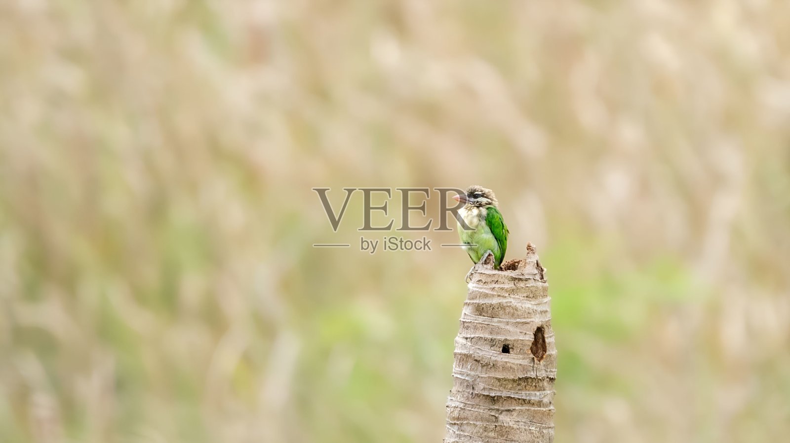 白颊扁桃或小绿色扁桃(绿扁桃)照片摄影图片