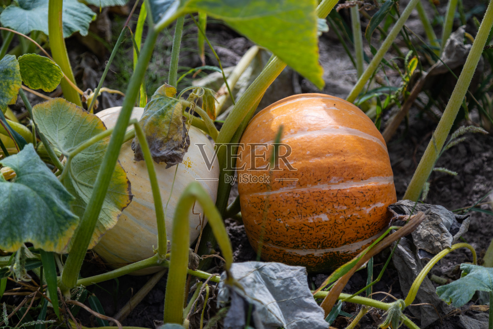 有机南瓜在农村的种植，有机食品农业，波兰照片摄影图片