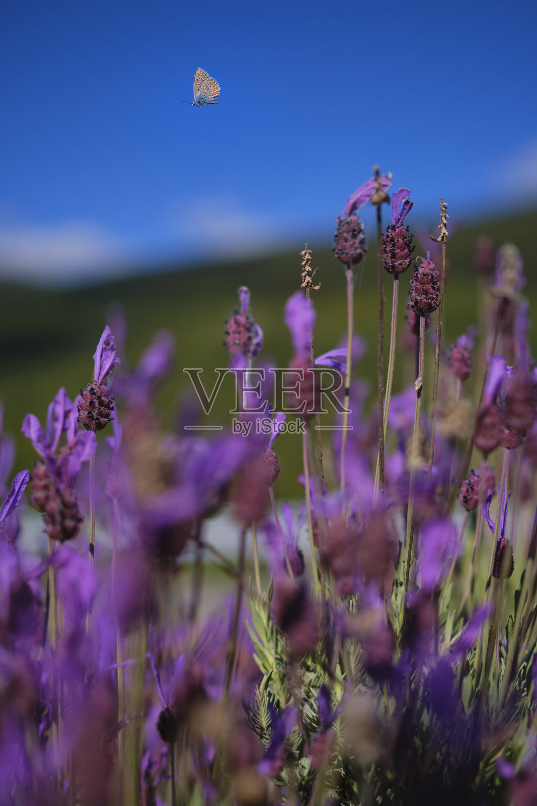 山上的薰衣草田，蝴蝶在旁边照片摄影图片