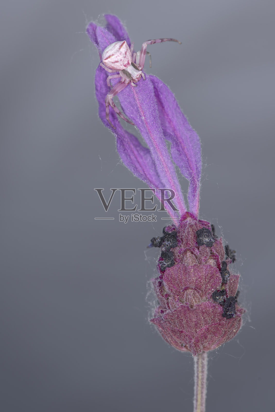 蟹蛛照片摄影图片