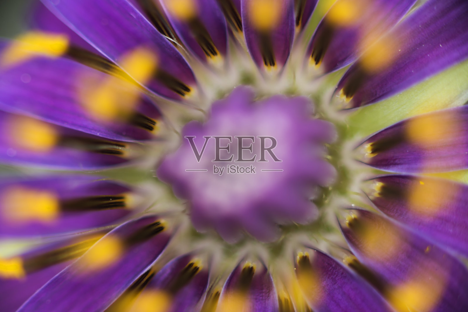 花的颜色照片摄影图片