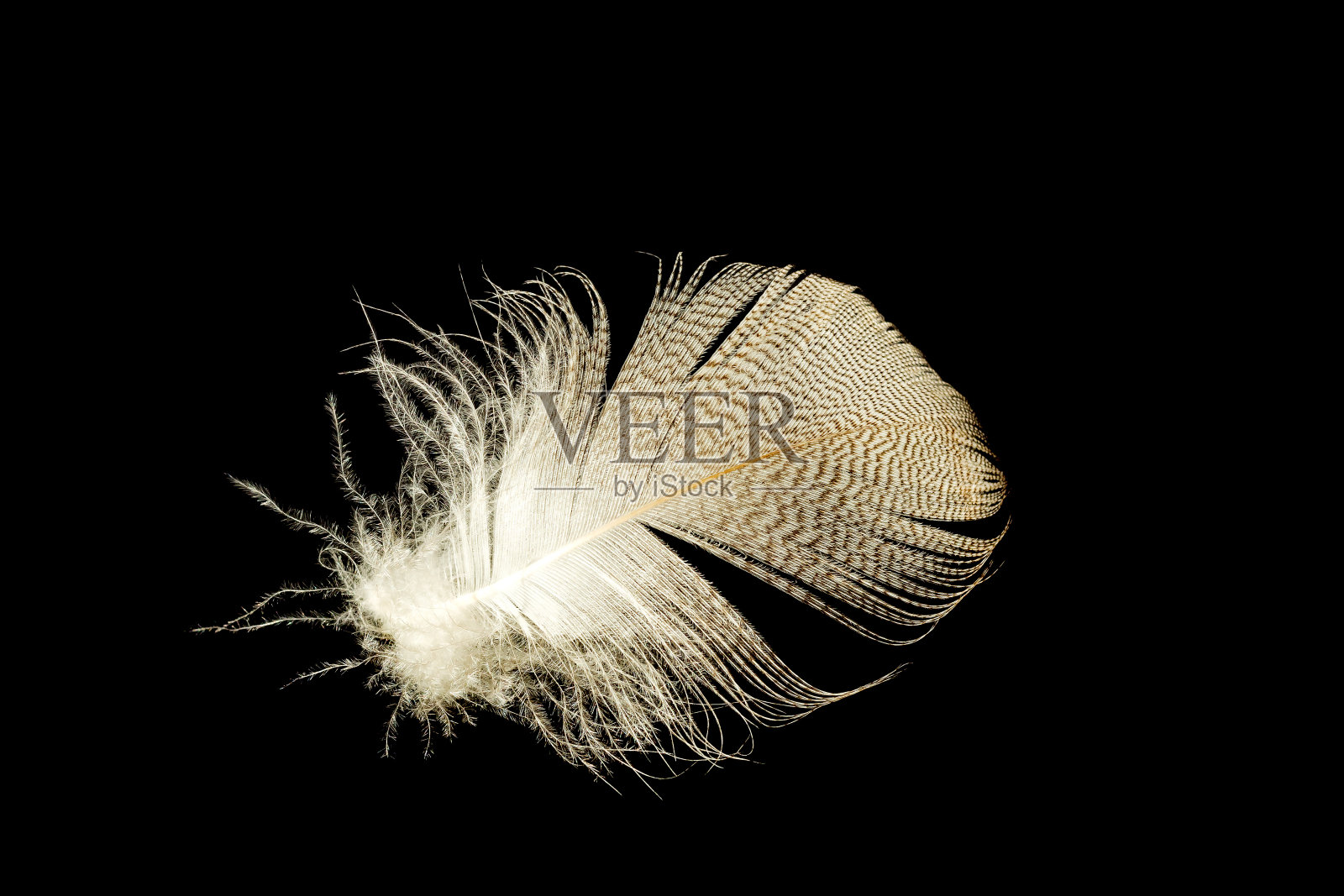 在一个黑色的孤立的背景上，一只鸟的浅蓬松的灰白色羽毛。照片摄影图片