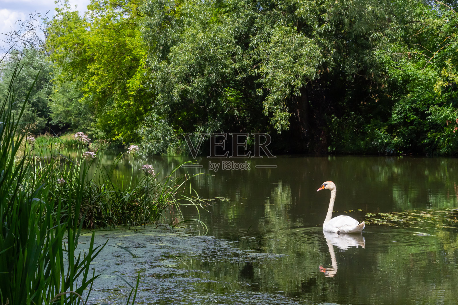 沉默的天鹅天鹅色滑翔过河。夏季晴天自然环境照片摄影图片
